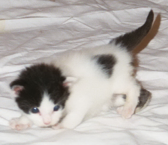 Maine Chance three-of-spades