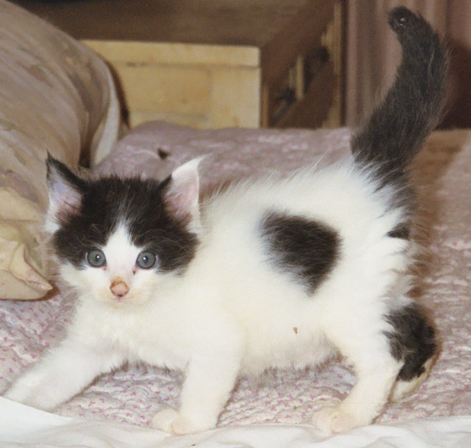 Maine Chance three-of-spades