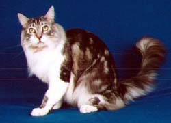 Maine Chance Busters Boy #2