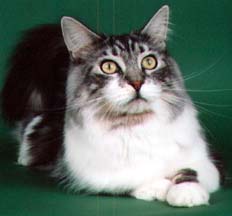 Maine Chance Busters Boy #3