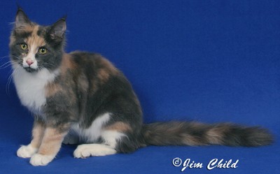 Maine Chance review the bidding