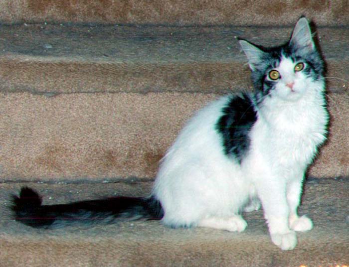 Kennebec BustedSTR8 of Maine Chance