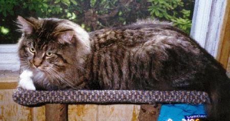 Nite Stalker Buster Brown #1