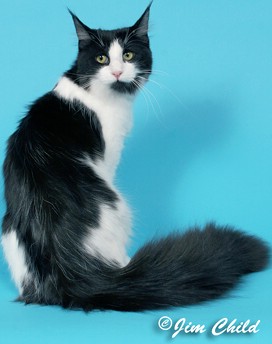 Maine Chance Double Down