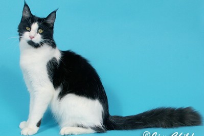 Maine Chance Double Down