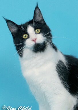 Maine Chance Double Down