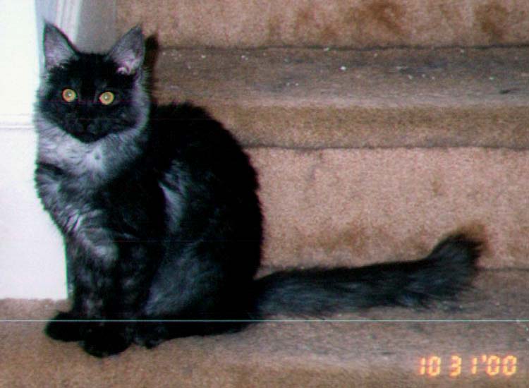 Maine Chance Ivana Trump It