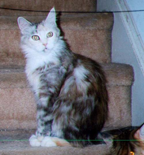 Maine Chance Oona #1