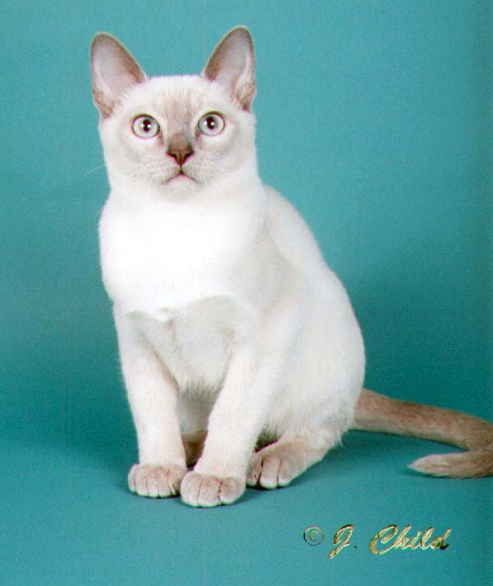 Opurra's Pipstimme of Maine Chance