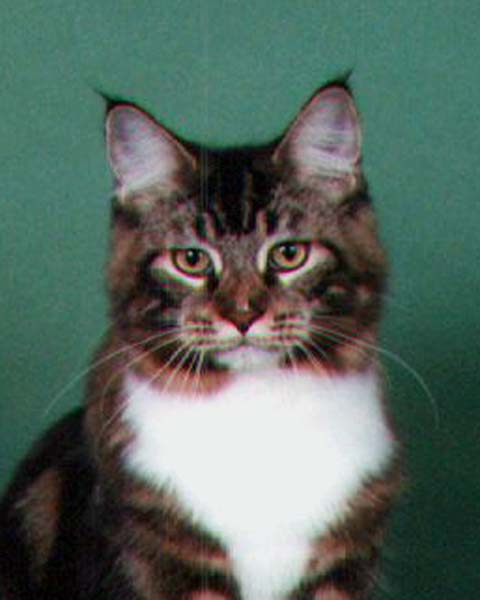 Maine Chance Poker Face (head shot) #1