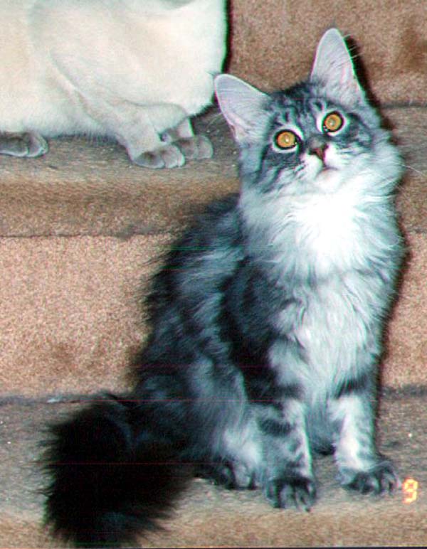 Maine Chance Rasputin #1