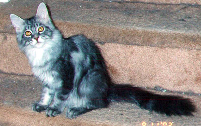 Maine Chance Rasputin #2