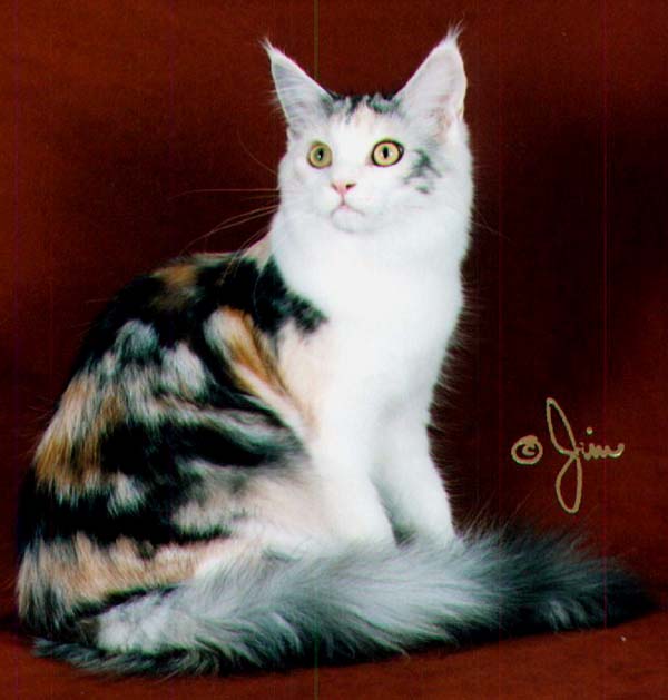 Maine Chance ridedaluck of kennebec