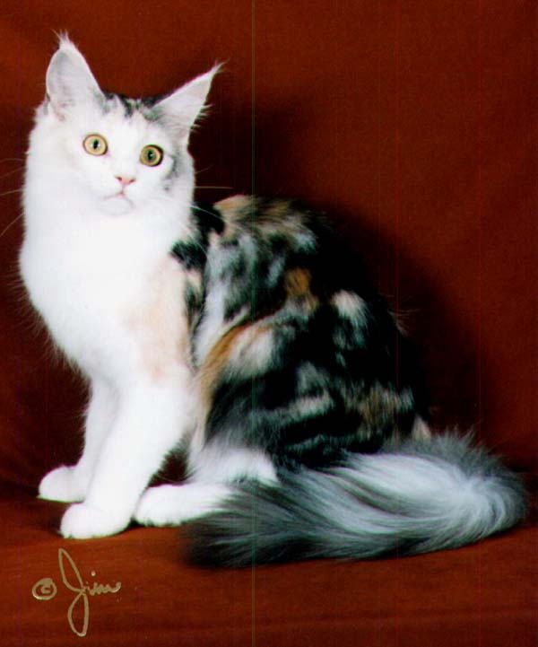 Maine Chance ridedaluck of kennebec