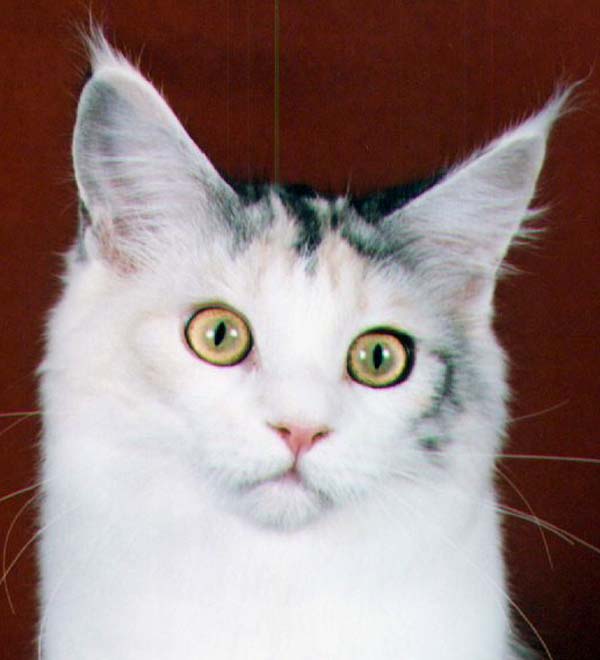 Maine Chance ridedaluck of kennebec