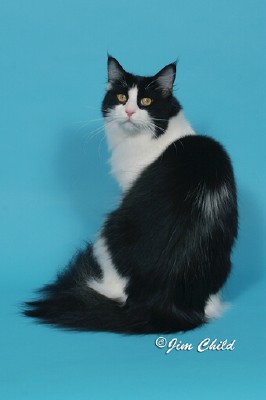 Maine Chance Roll O the Dice