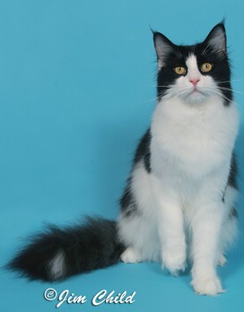 Maine Chance Roll O the Dice