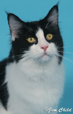 Maine Chance Roll O the Dice