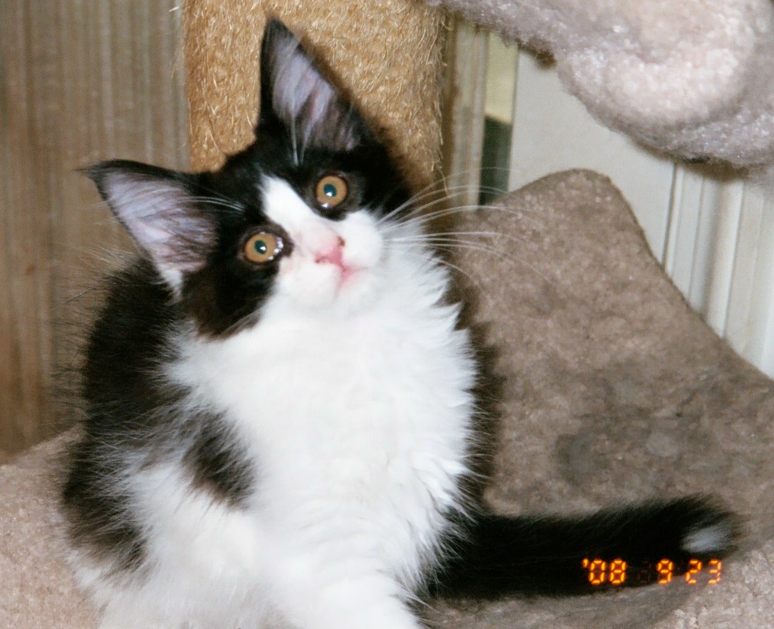 Maine Chance Roll O the Dice