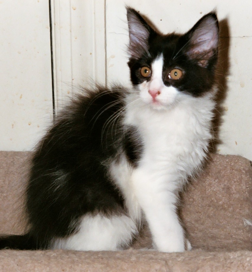 Maine Chance Roll O the Dice