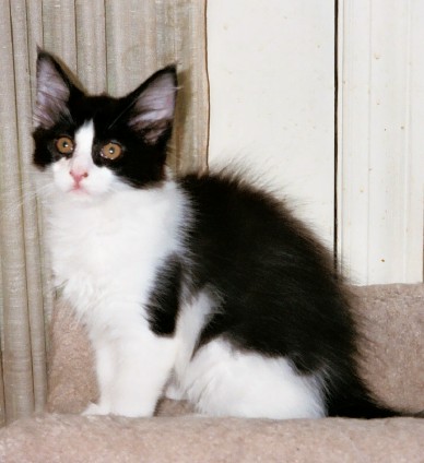 Maine Chance Roll O the Dice