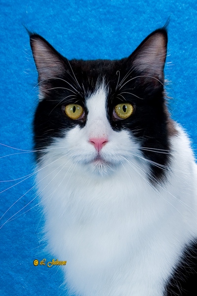 Maine Chance Roll O the Dice