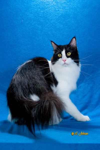 Maine Chance Roll O the Dice