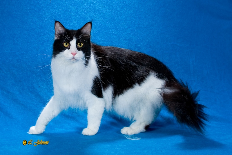 Maine Chance Roll O the Dice