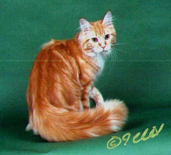 Kennebec Newshooter of Maine Chance #3