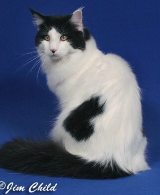 Maine Chance three-of-spades