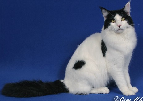 Maine Chance three-of-spades