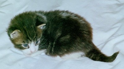 Classiccool Superfecta kit 2a