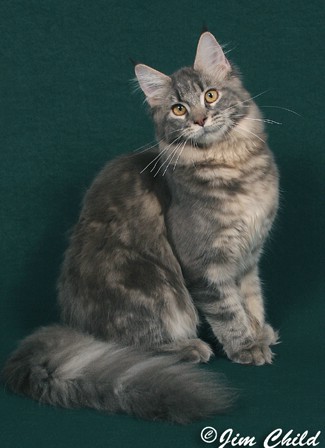 Classiccool Superfecta