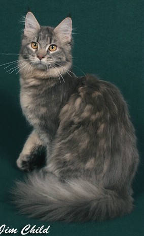 Classiccool Superfecta