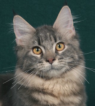 Classiccool Superfecta