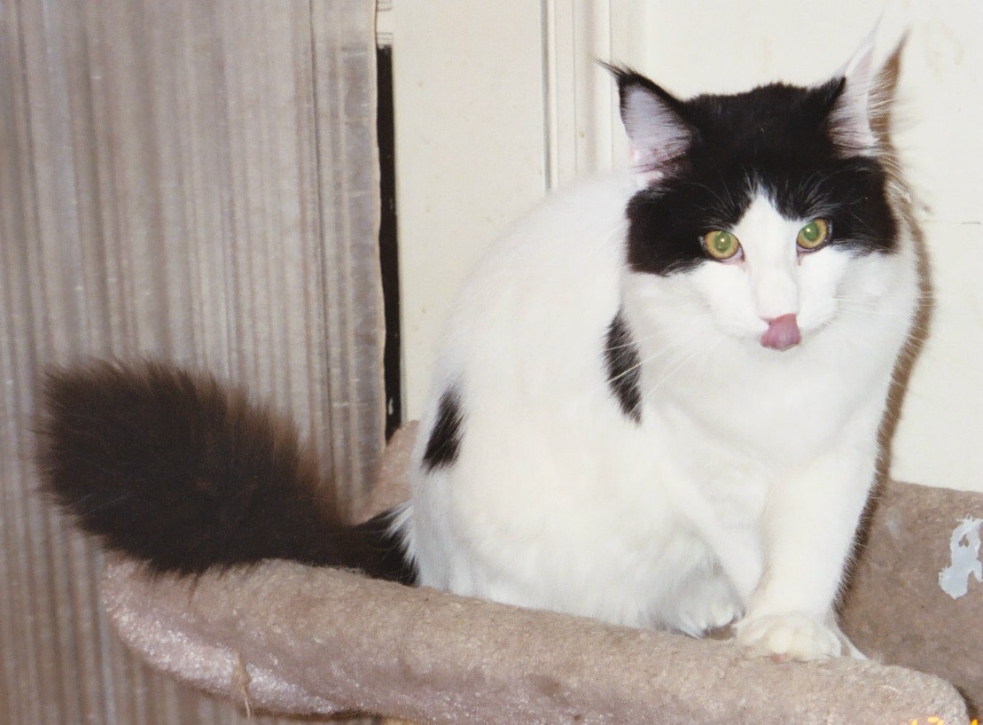 Maine Chance three-of-spades