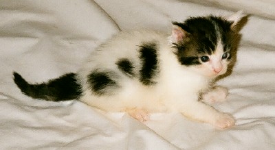 Maine Chance Trifecta Kitten 2a