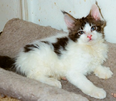 Maine Chance Trifecta Kitten 2a