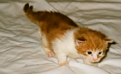 Maine Chance Trifecta Kitten 2b