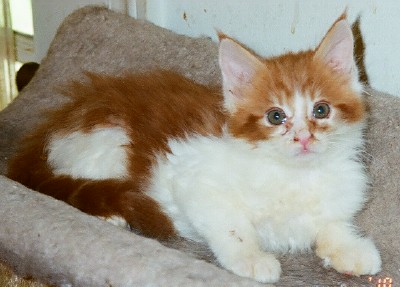 Maine Chance Trifecta Kitten 2a