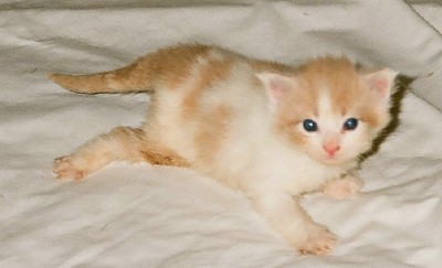 Maine Chance Trifecta Kitten 2c