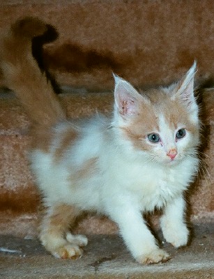 Maine Chance Trifecta Kitten 2a