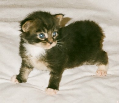 Maine Chance Trifecta Kitten 2d