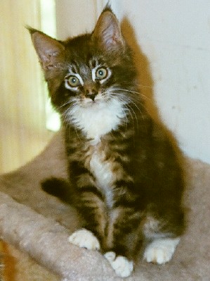 Maine Chance Trifecta Kitten 2a