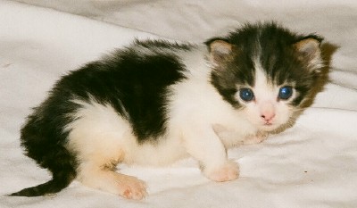 Maine Chance Trifecta Kitten 2e