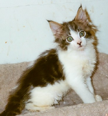 Maine Chance Trifecta Kitten 2a