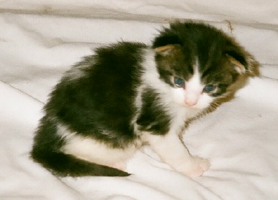 Maine Chance Trifecta Kitten 2f