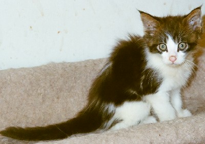 Maine Chance Trifecta Kitten 2a