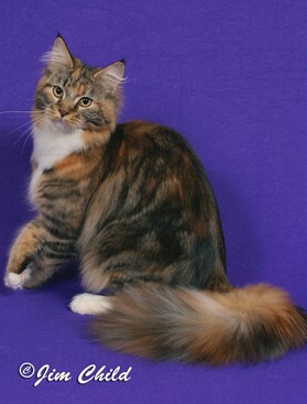 Maine Chance Trifecta