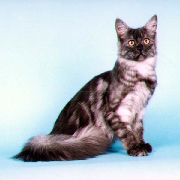 Maine Chance Wild Card #3